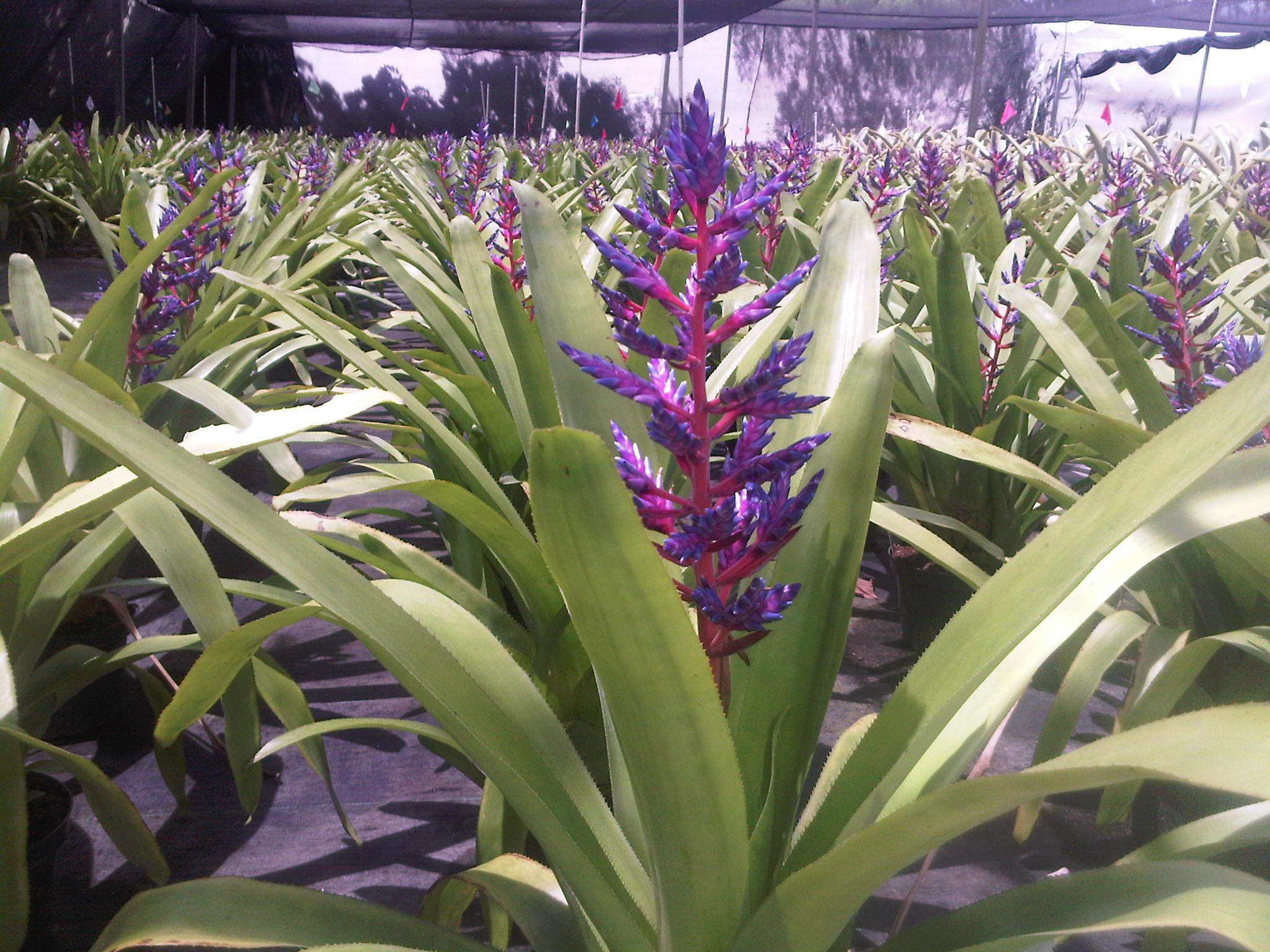 9" Achmea "Blue Tango"